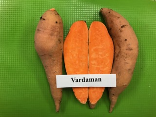 our varieties: vardaman