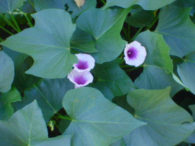 sweet potato plants - flowering pictures