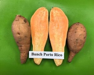 Bunch Porto Rico
