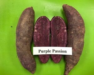 Purple Passion