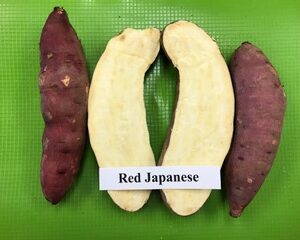 Red Japanese