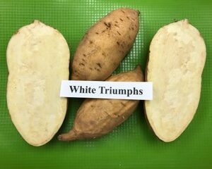 White Triumph